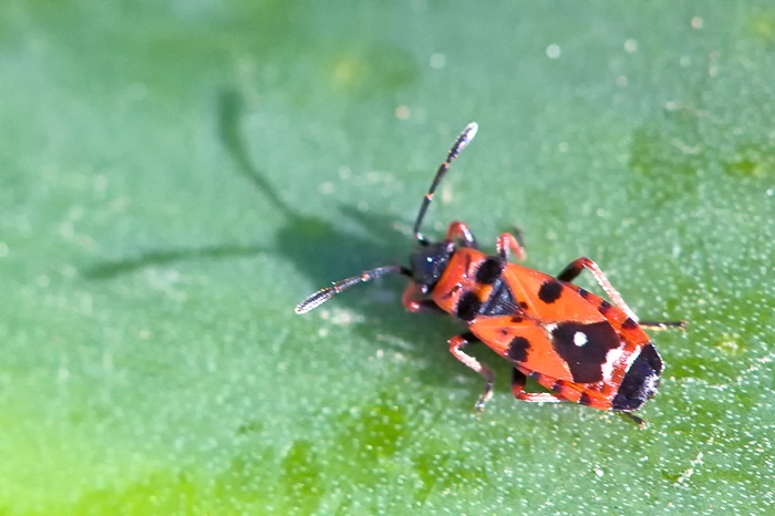 Lygaeidae: Horvathiolus gibbicollis di Malta